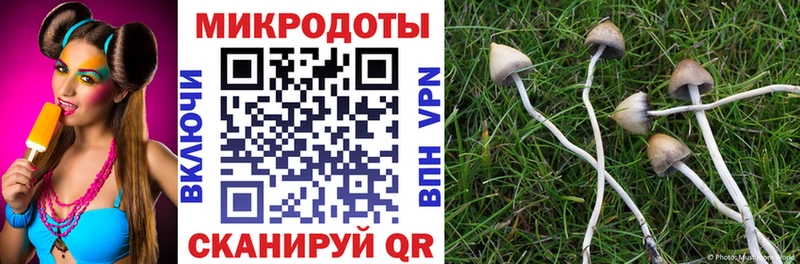 Купить  Нея  Галлюциногенные грибы Psilocybine cubensis 